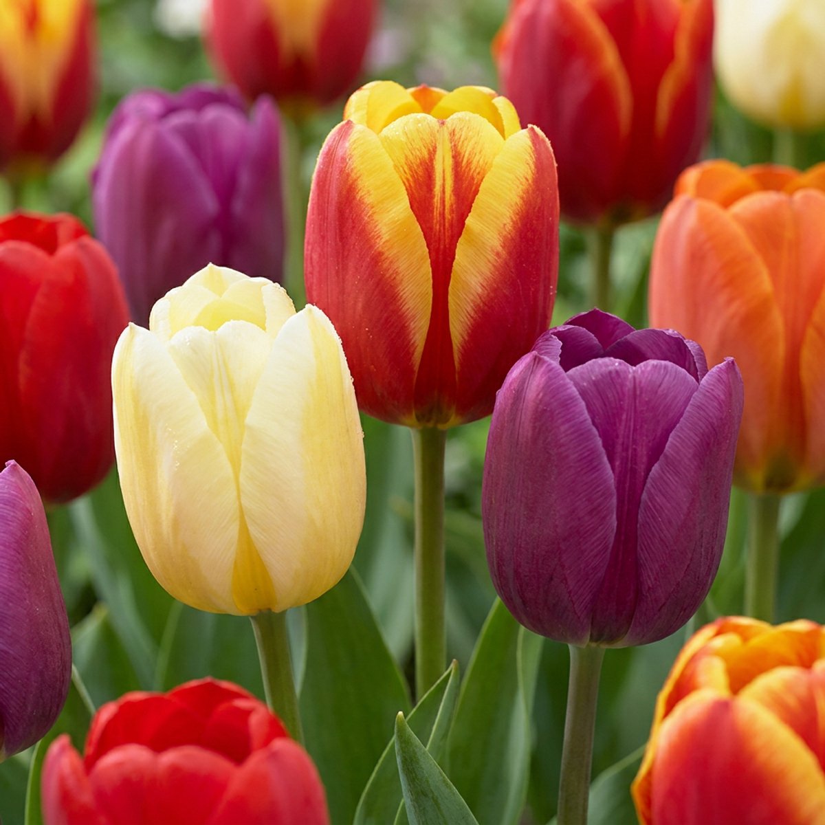 Green boutiQ - 60x Tulipa Triumph Mix - Triomftulp mix - Diversen - Voorjaarsbloeier - Bolmaat 11/12