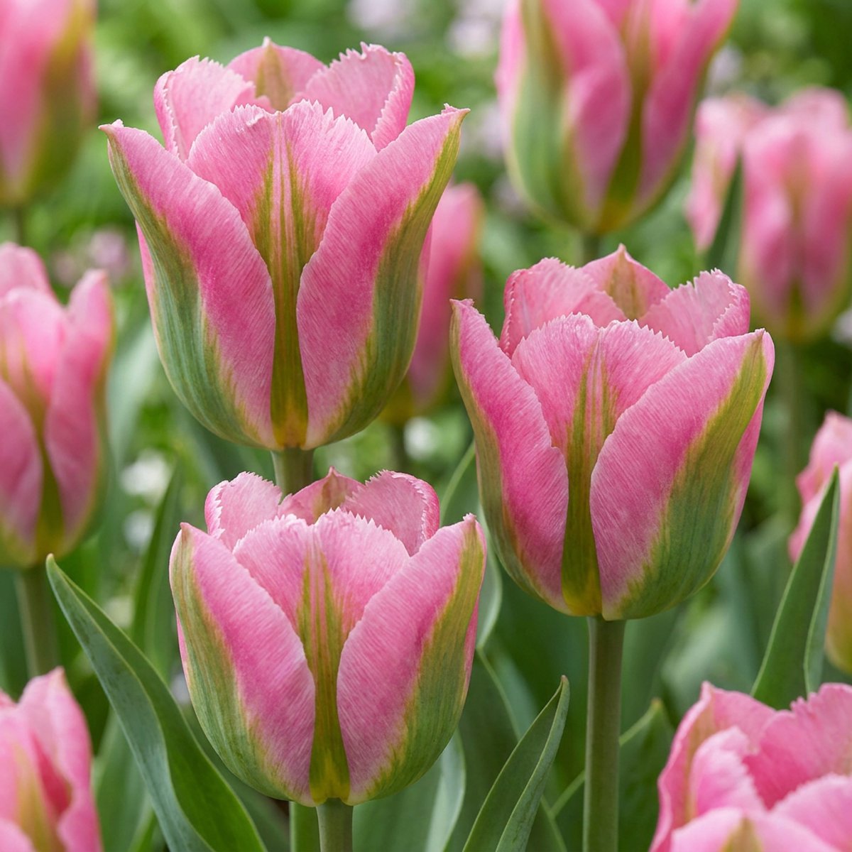 Green boutiQ - 12x Tulipa Striped Crown - Gestreepte Kroon Tulp - Diversen - Voorjaarsbloeier - Bolmaat 11/12
