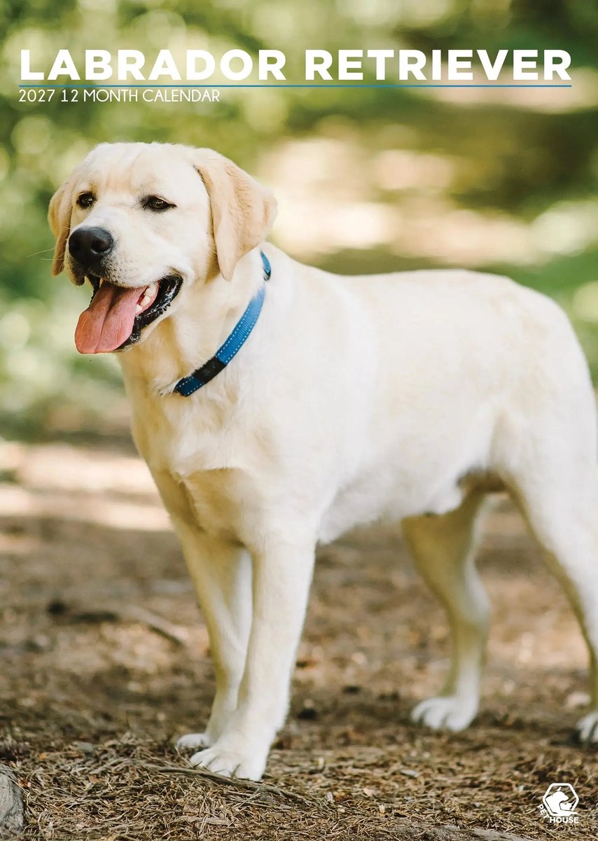Labrador Retriever Blond A3 Kalender 2027