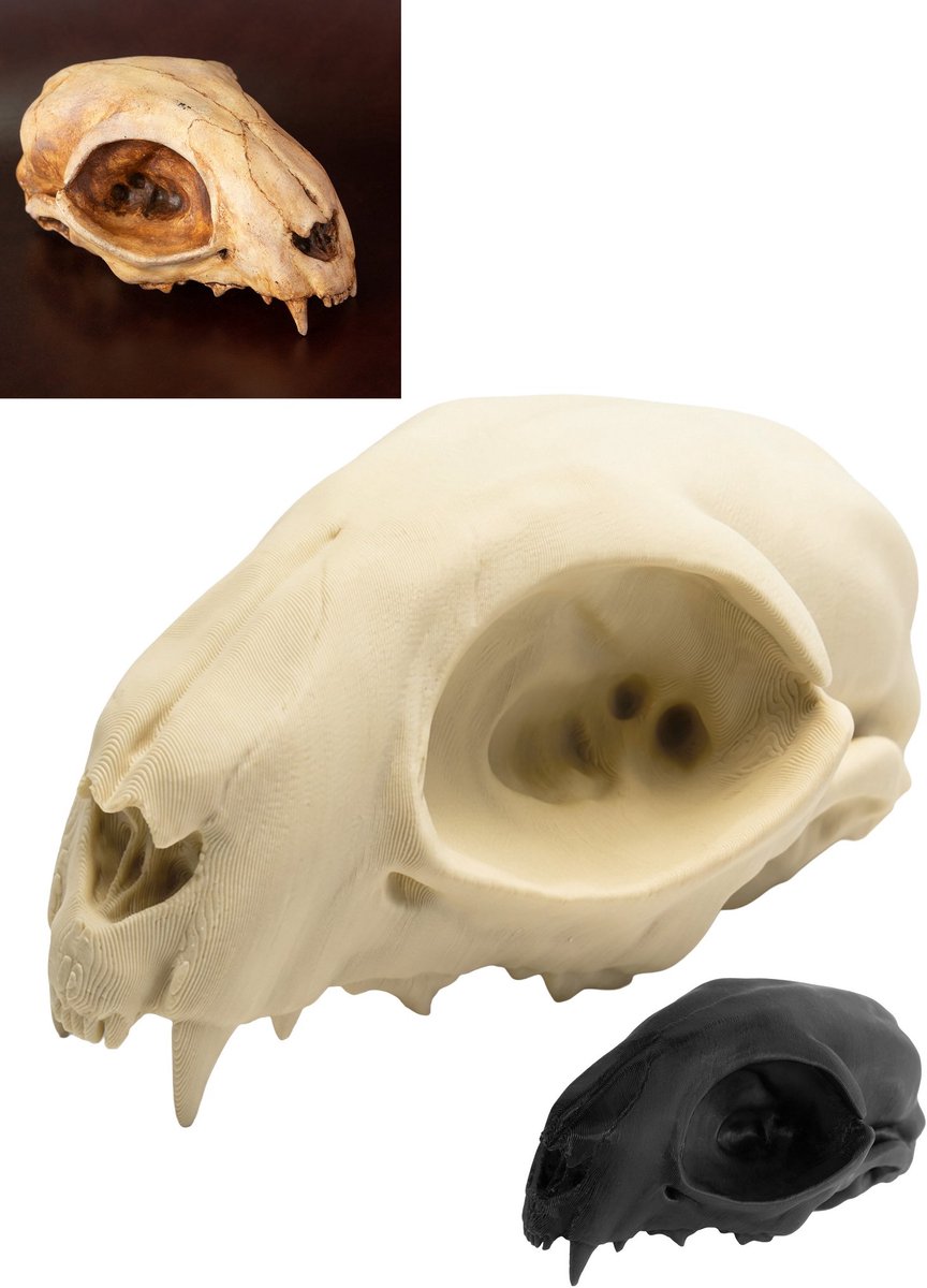 3D-Print Kattenschedel Om Zelf Te Beschilderen (12cm)