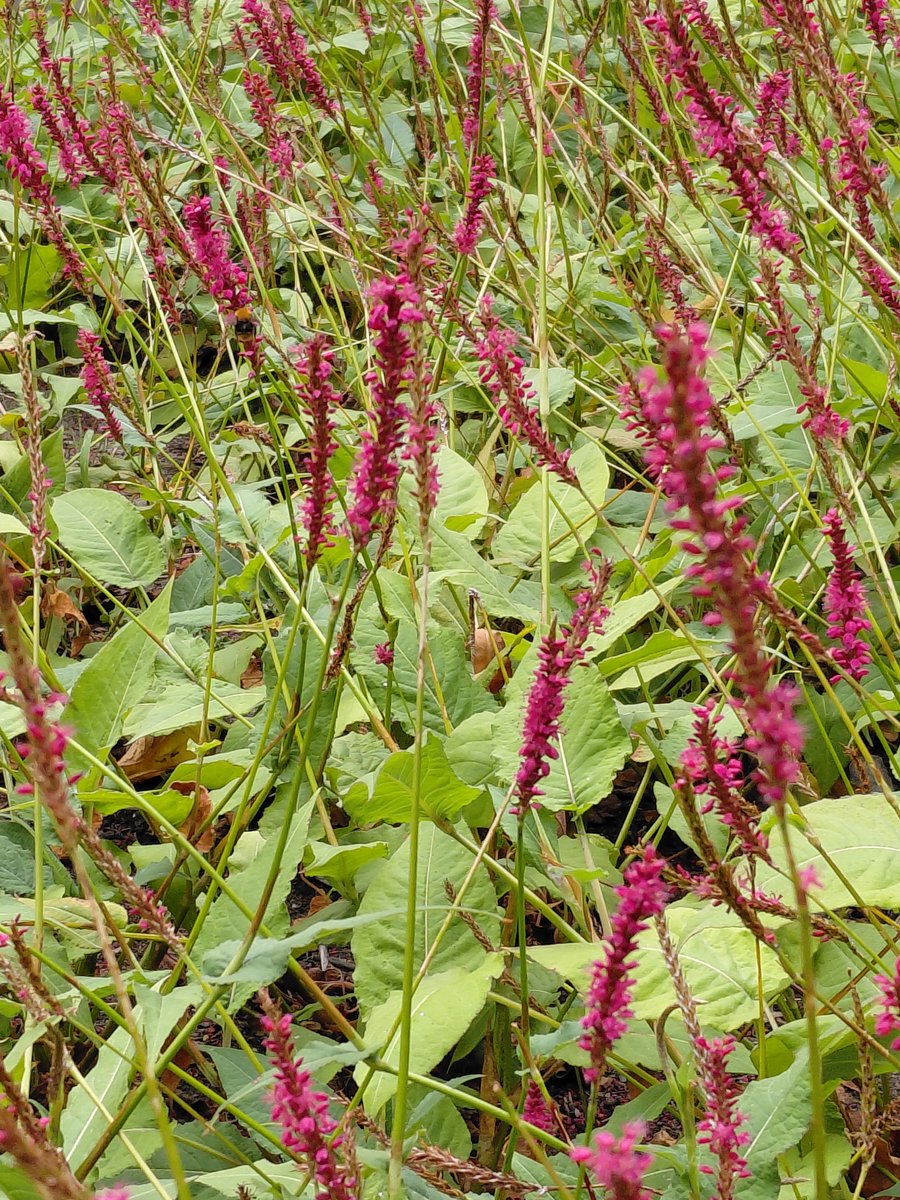 6 stuks Persicaria a. 'Speciosa' - Duizendknoop - winterharde vaste plant - onderhoudsarm - lange bloei - pot 9X9