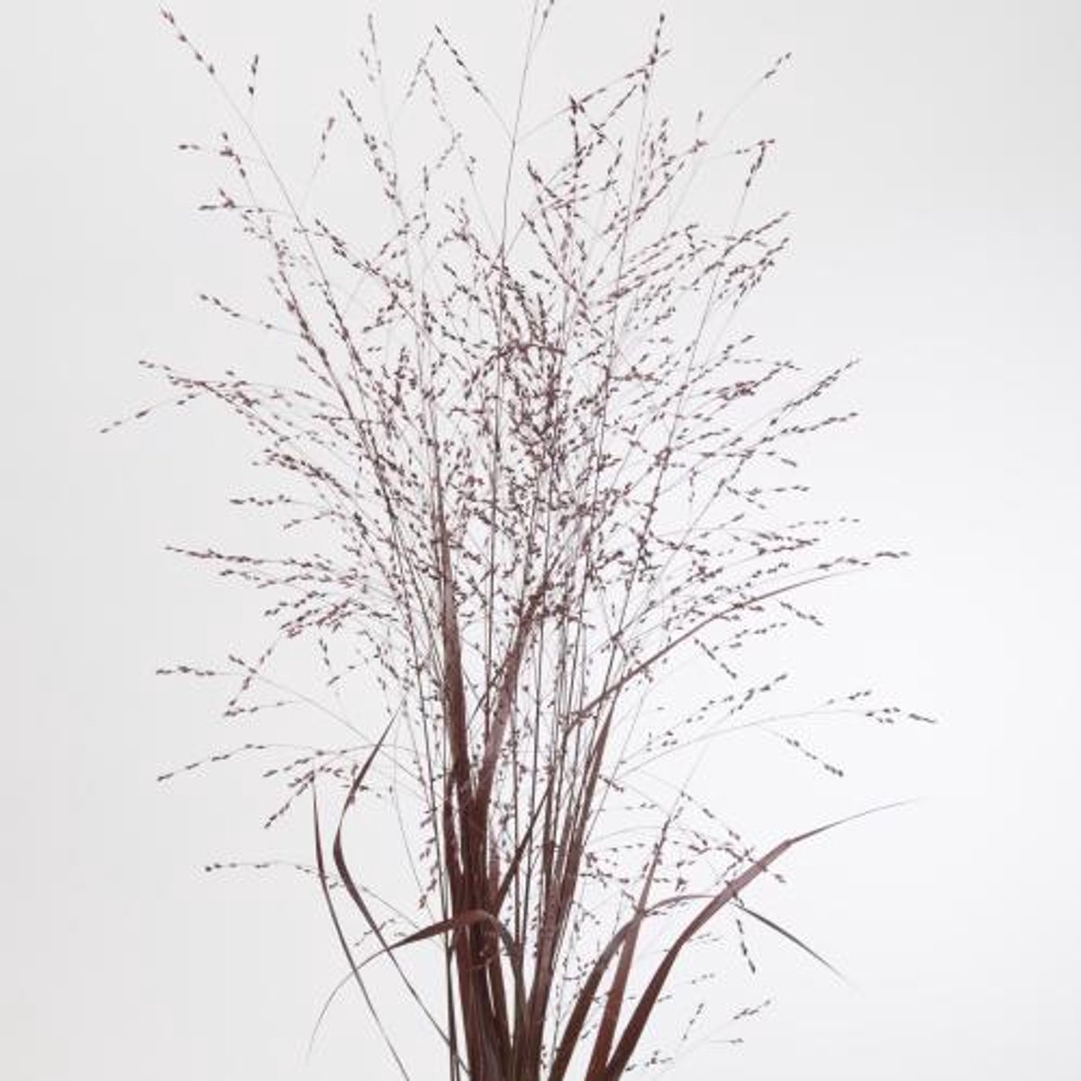 150x Gs panicum bordeaux 80cm