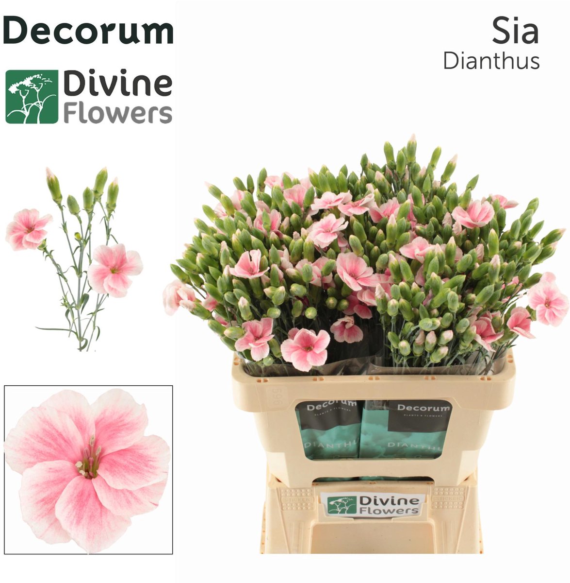 20x Dian.tr.solomio sia 60cm