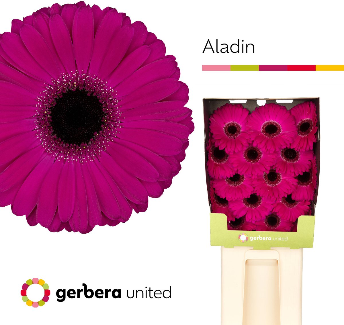 15x Gerb.aladin 70cm