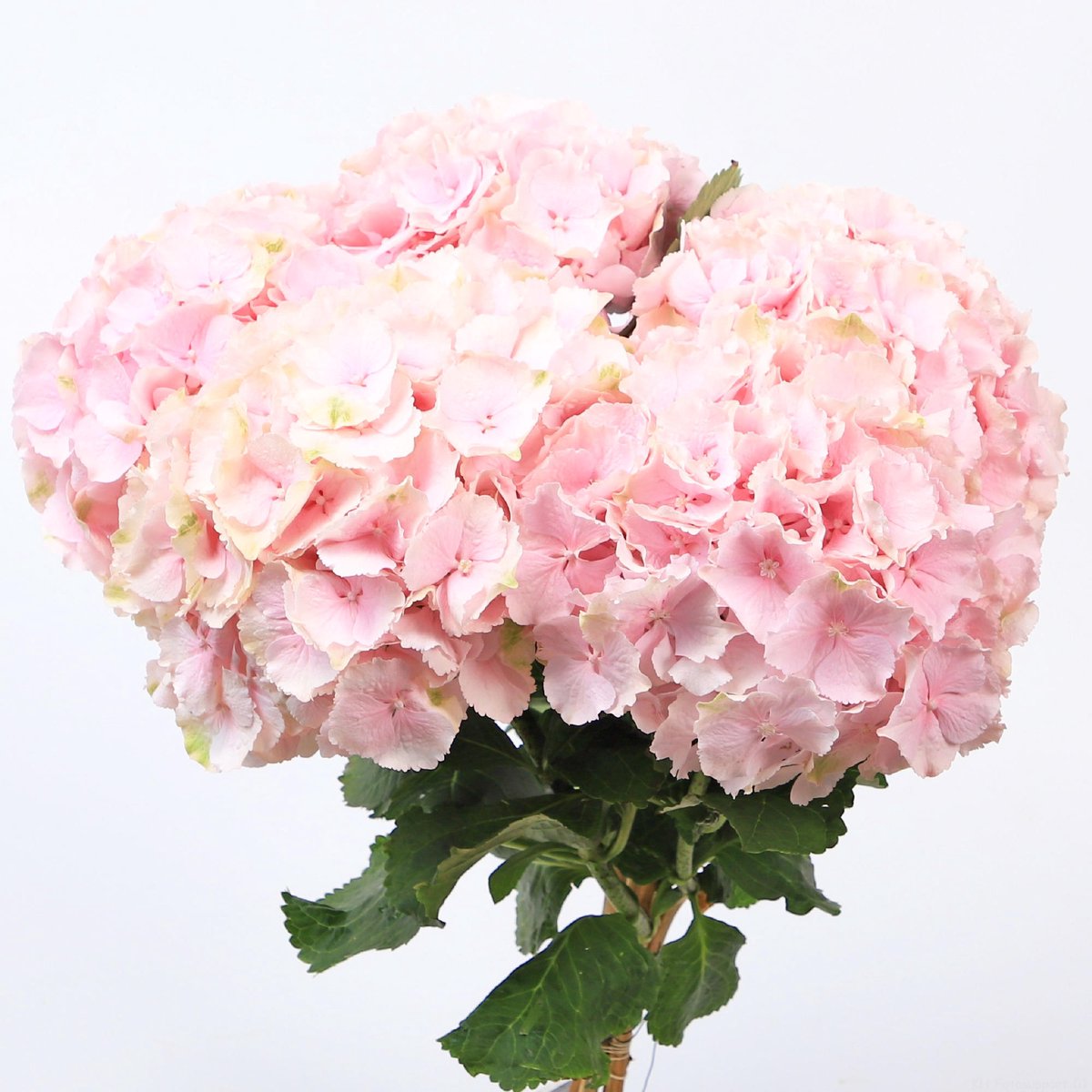 10x Hydr.verena 60cm