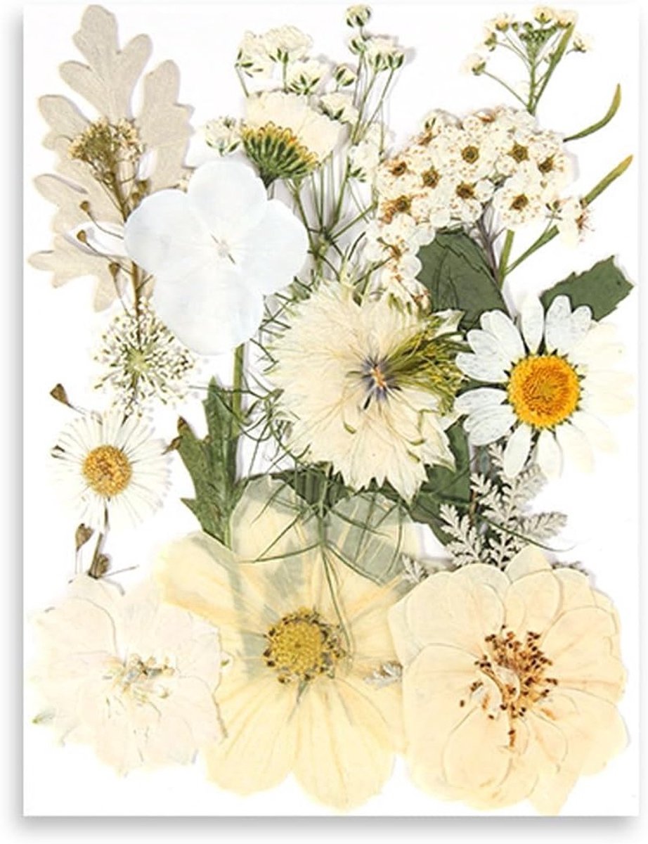 Natuurlijke gedroogde bloemen set van 15 stuks voor DIY projecten, resin kaarsen, en scrapbook versieringen met gemengde bladeren en madeliefjes