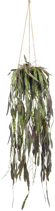 Een groenpaarse hangplant met lange, slappe bladeren die aan een touw hangt.