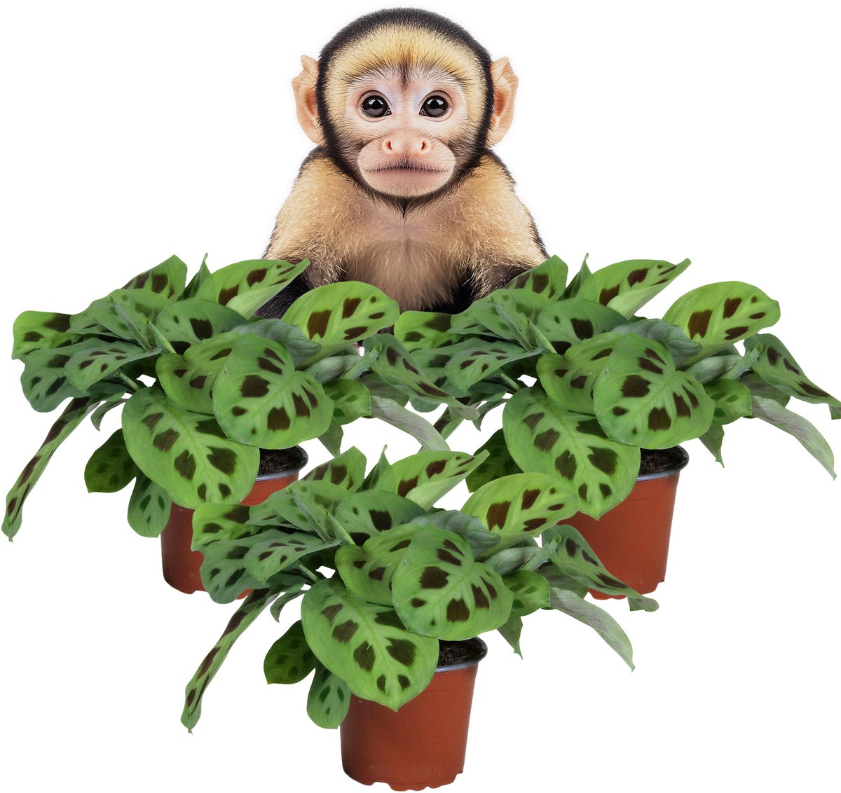 Maranta Kerchoveana – Gebedsplant – Set van 3 Kamerplanten – Schaduwplant – Diervriendelijk – 30–35 cm – Pot 12 cm