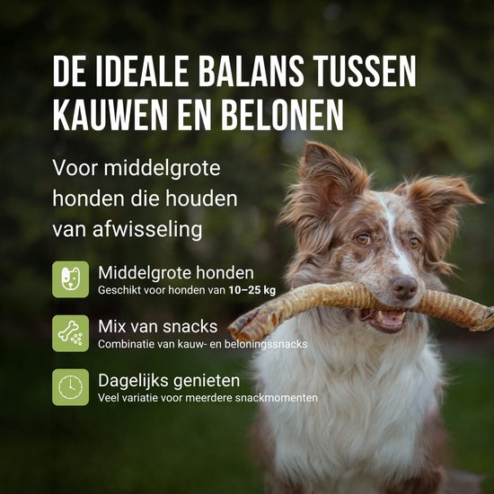 Bruine hond met een lange, dikke kauwstaaf in zijn bek. Tekst: Ideale balans tussen kauwen en belonen, Middelgrote honden, Mix van snacks, Dagelijks genieten.