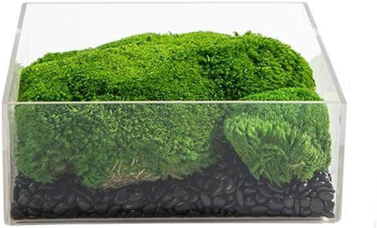 Kunstplant Bonsai - Decoratieve boom - Interieur verfraaien - Realistisch uiterlijk - 30x10cm - Groen