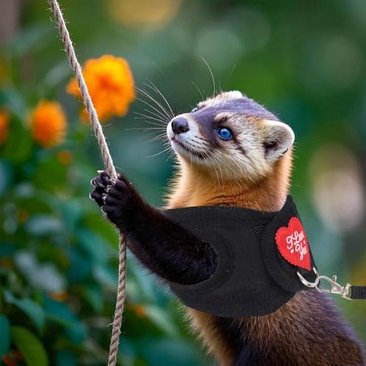 Ferret Harnas en Leash Set - Verstelbare Zwart-Leopard Print voor Kleine Huisdieren zoals Fretten en Konijnen