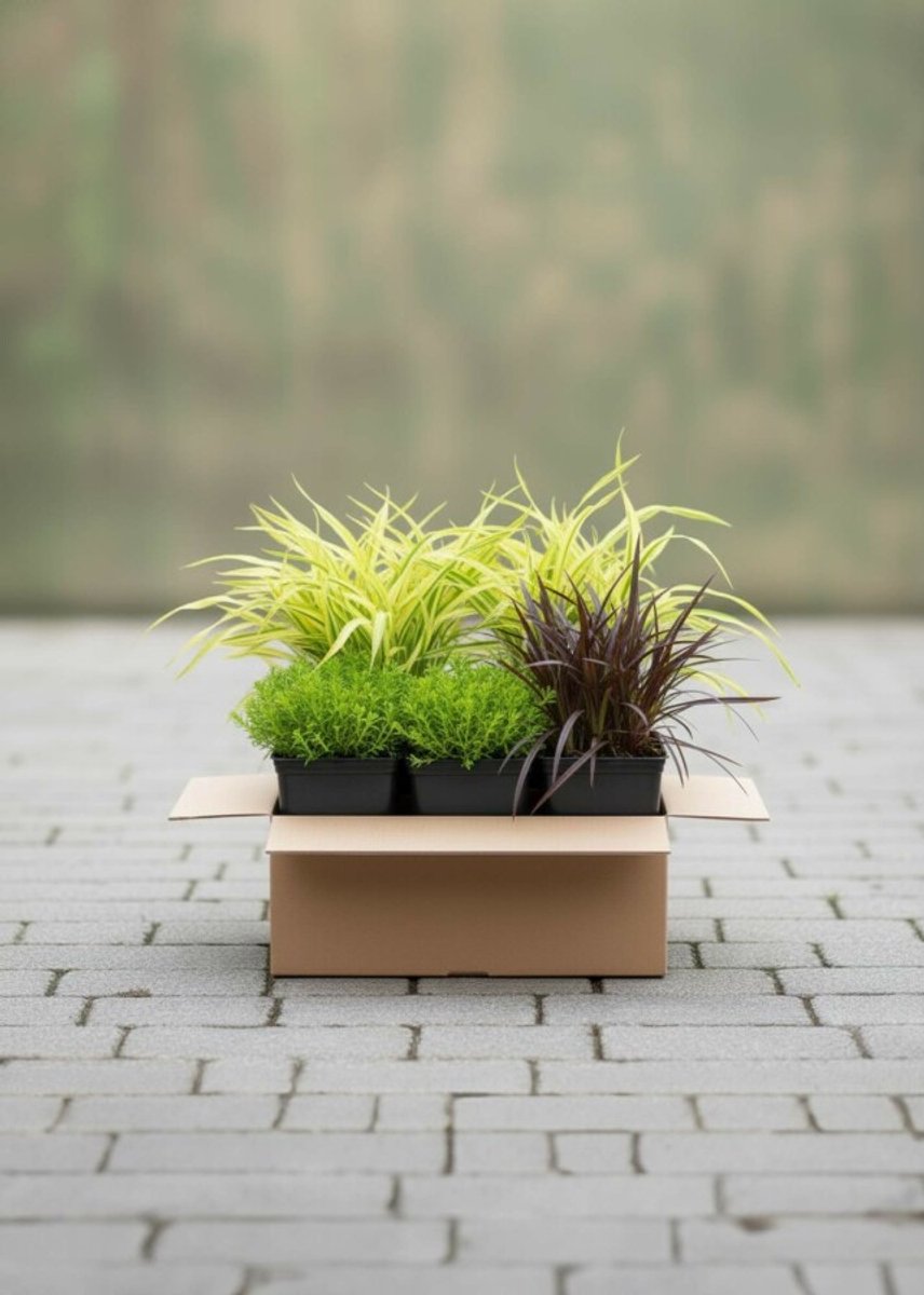 Grassenpracht Mix Borderpakket - 27 St. (2,75m²) - 9x Zwenkgras , 9x Hakonegras, 9x Slangenbaard - Heijnen Planten