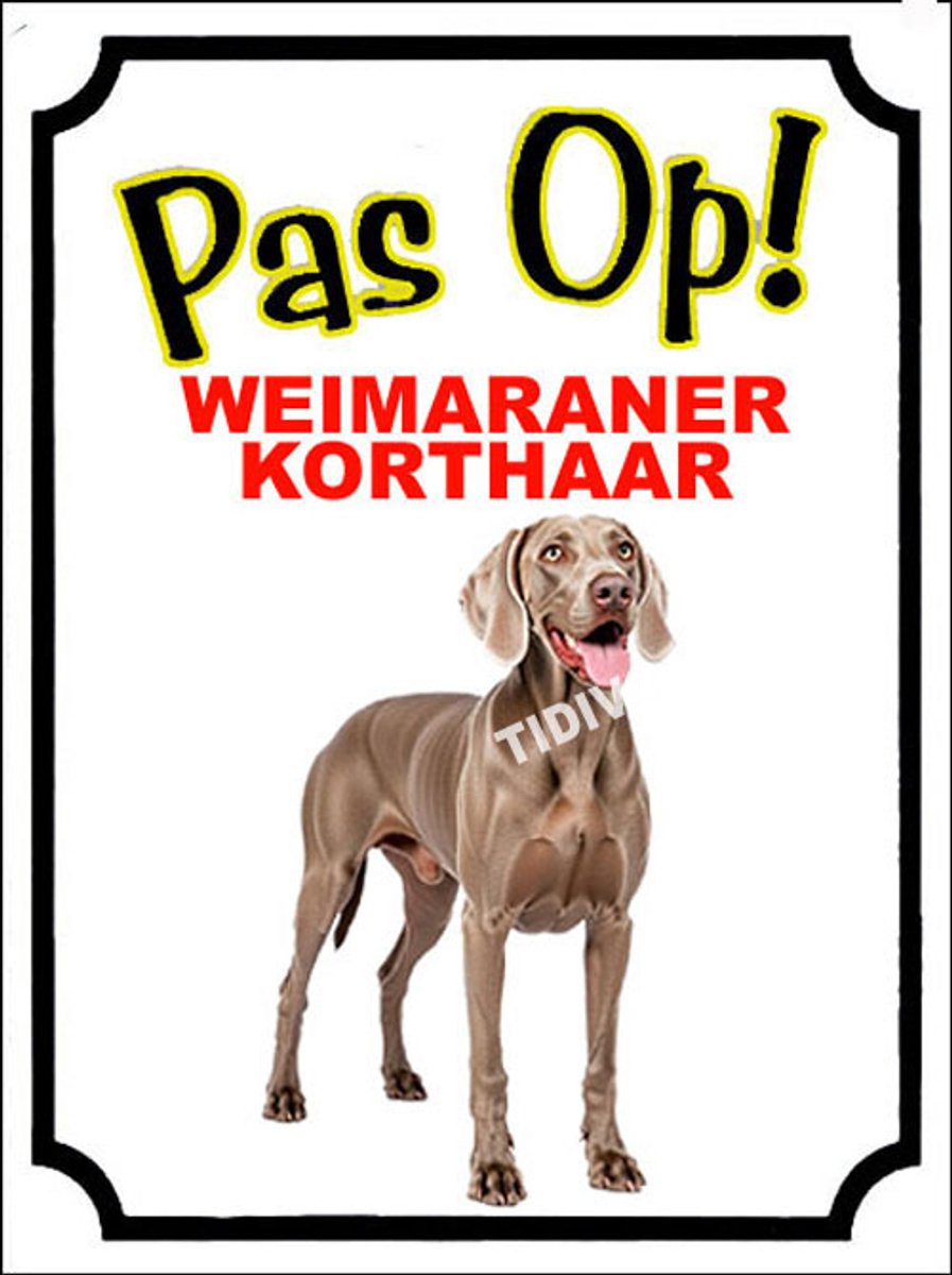 Weimaraner, korthaar 16