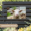 Un mouton tirant la langue, accroché à une clôture. Le texte "Couleurs réalistes !" est visible.