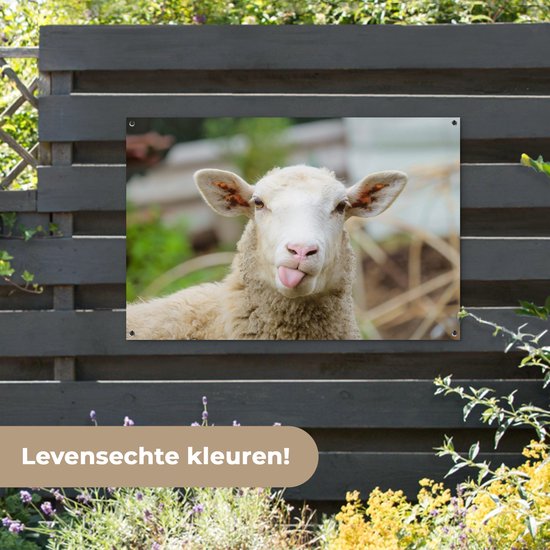 Un mouton tirant la langue, accroché à une clôture. Le texte "Couleurs réalistes !" est visible.