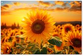 Affiche de jardin tournesol - Fleurs de Décoration de jardin - 120x80 cm - Décoration murale pour l'extérieur - Décoration de clôture - Affiche extérieure jaune - Toile de clôture - Toiles de jardin - Toile de Jardin - Affiche de balcon..