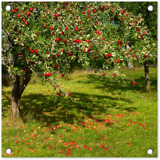 Tuinposter 50x50 cm - Tuindecoratie Fruit - Boom - Appel - Poster voor in de tuin - Buiten decoratie - Schutting tuinschilderij - Tuindoek muurdecoratie - Wanddecoratie balkondoek