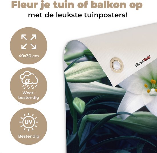 Tuinposter 40x30 cm - Tuindecoratie Close-up van lelie bloemen - Poster voor in de tuin - Buiten decoratie - Schutting tuinschilderij - Tuindoek muurdecoratie - Wanddecoratie balkondoek