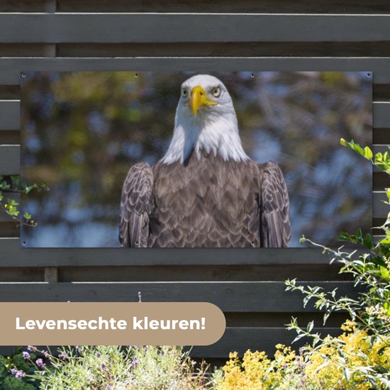 Affiche de clôture Un pygargue à tête blanche américain est assis sur un poteau en bois - 200x100 cm - Toile jardin