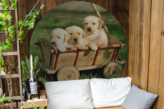 Cercle de jardin Trois adorables chiots Golden Retriever dans un chariot - 150x150 cm - Affiche de jardin ronde - Extérieur