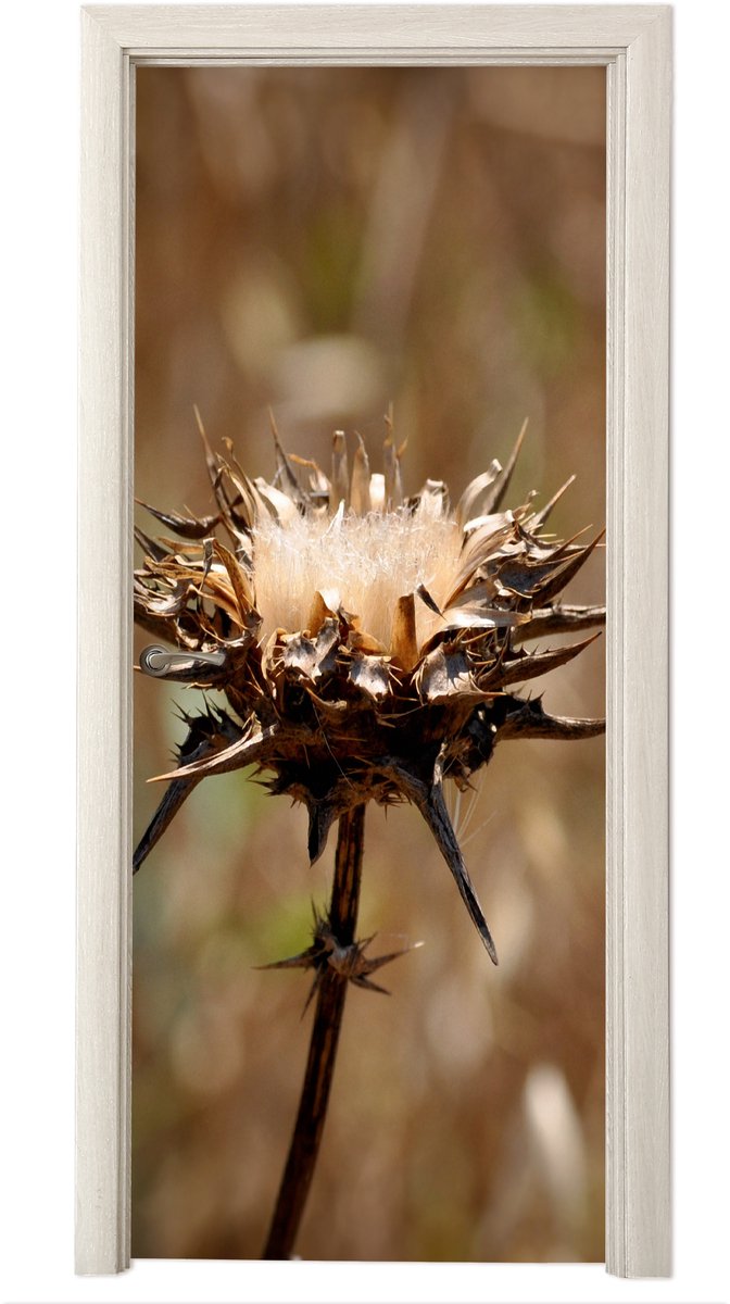 Deurposter 75x205 cm - Deursticker Gedroogde distel sepia fotoprint - Meubelfolie zelfklev