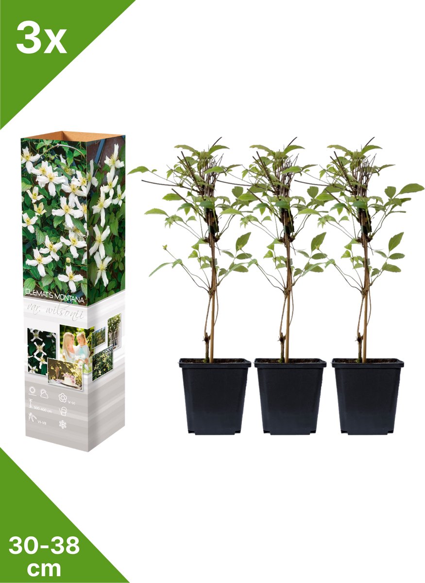 GARDENZO - 3x Bosrank Wit - Clematis montana 'Wilsonii' - in P9 pot
