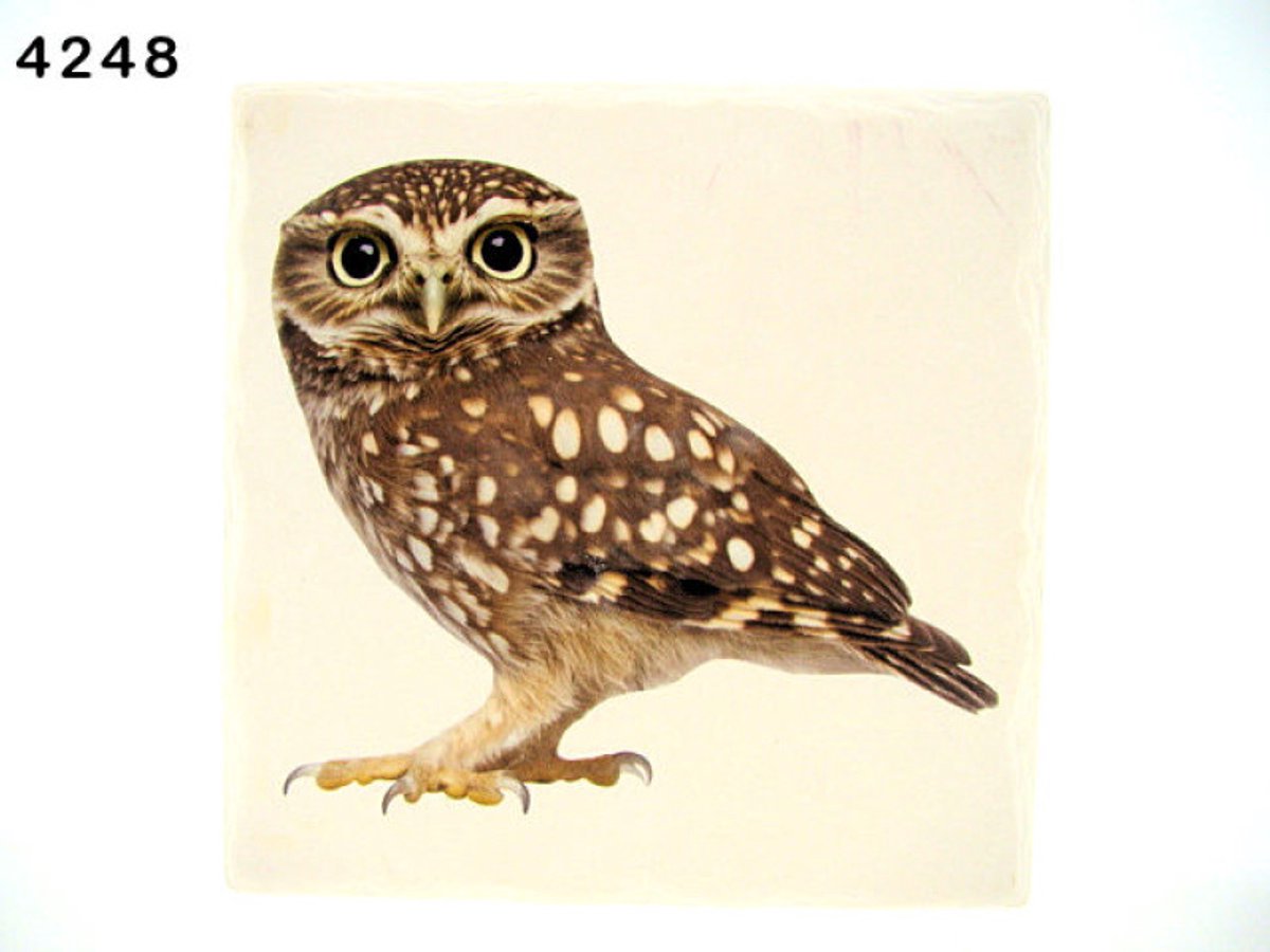 Tafelonderzetter Steenuil – Vierkant 15 x 15 cm – Steen – Onderzetter Vogel