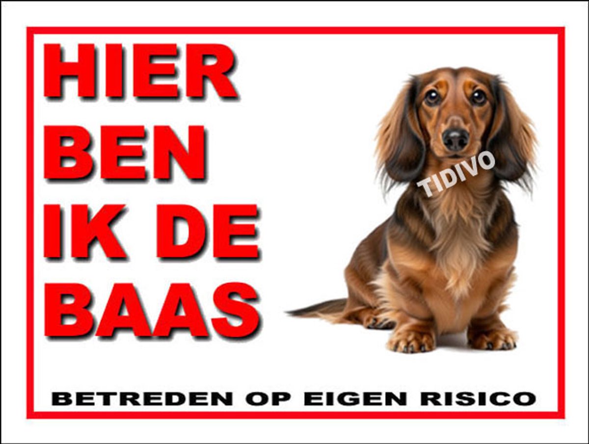 Dashond Dwerg, Langhaar 2