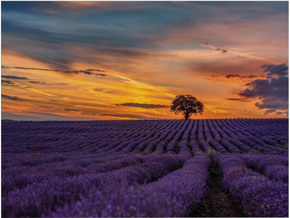 Art for the Home Buitencanvas Lavendelveld bij zonsondergang