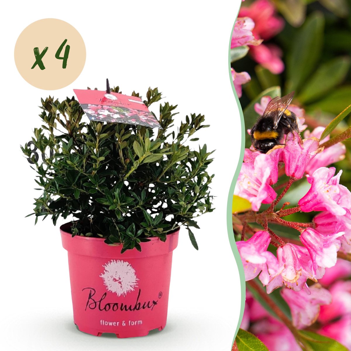 Plantenboetiek.nl | Dwerg Rhododendron - Rhododendron Bloombux Magenta - Bloeiende Buxus - Weinig Onderhoud - Roze Bloem - 4 Planten - Ø17cm - 30-40cm hoog - Tuinplant