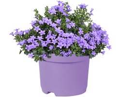 JUNAVERA Campanula portenschlagiana 'Ambella Lavender' | klokjesbloem bodembedekker voor tuin en balkon | P12 | 20 cm