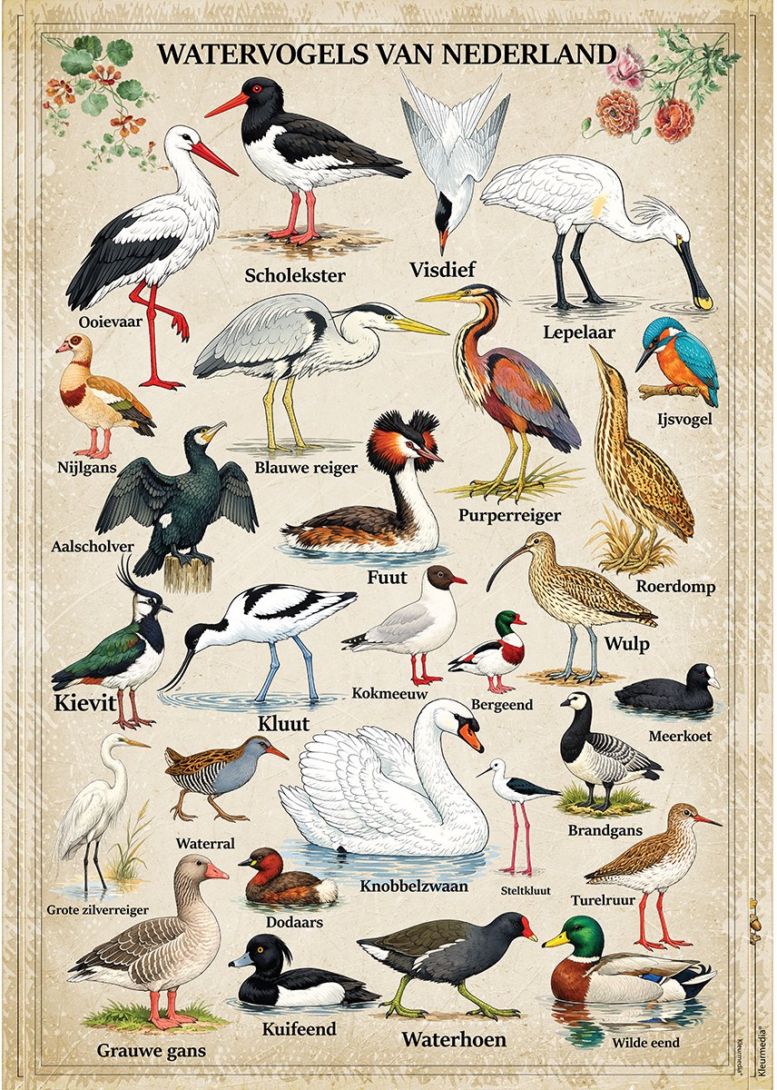 Kleurmedia Vintage Poster Watervogels van Nederland - 61 x 91,5 cm - Kleurmedia® Retro Botanische Collectie 2026 - Posters met Nederlandse Benamingen A1