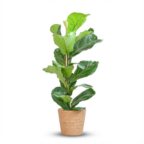 Green boutiQ - Kamerplant - Vioolbladplant - Ficus Lyrata - Groen - Weinig onderhoud - 1 Plant - met Mand - Pot 21cm - Hoogte 75 - 85cm
