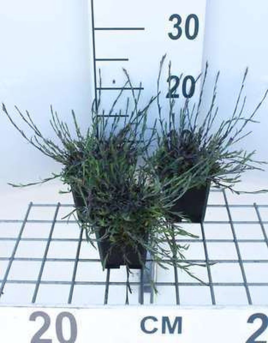 6x Steenanjer - Dianthus delt. 'Splendens' | 9x9 cm pot