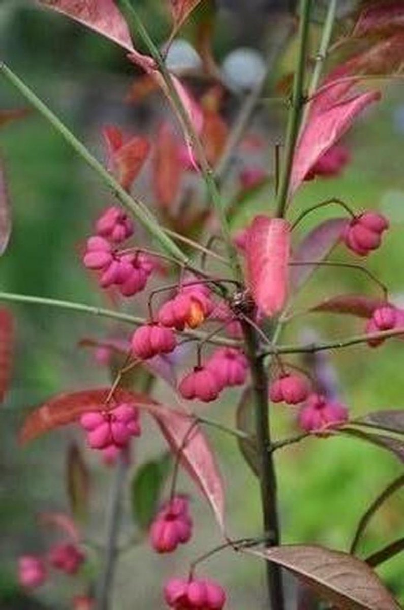 Kardinaalshoed Struik - Kardinaalsmuts Wilde - Tuin Kleur - Rode Takken Bladeren - 50-60 cm pot - Groen