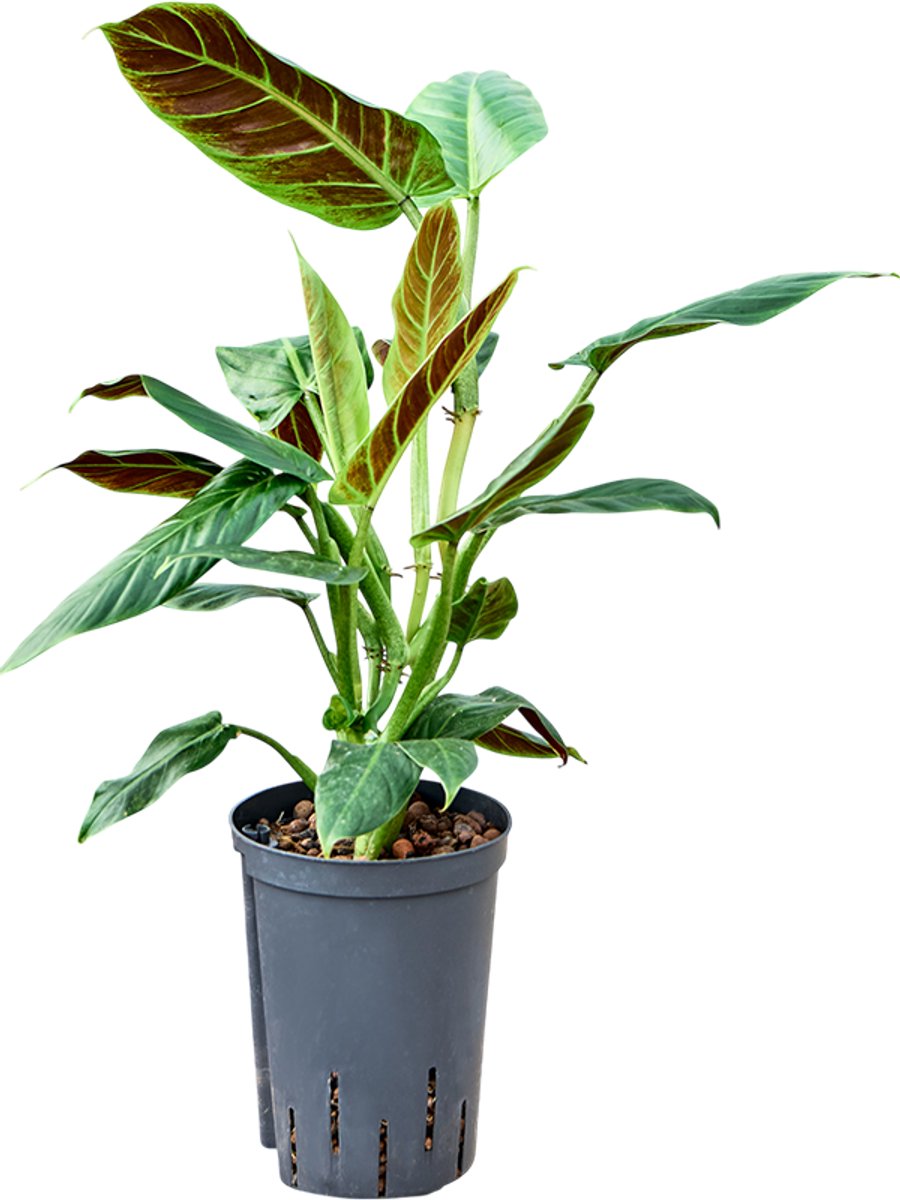Philodendron - Toef Hydrocultuur - 40