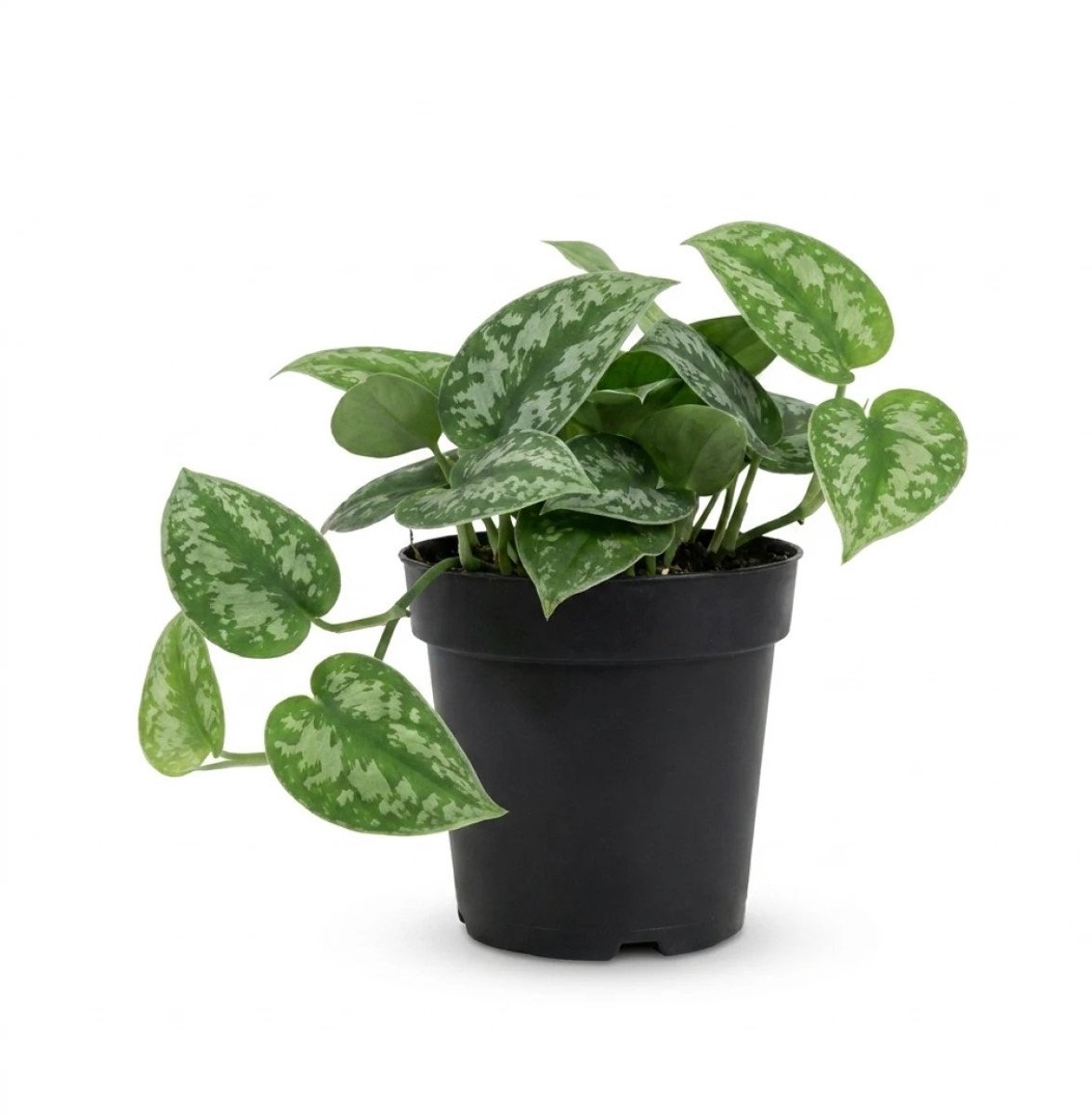 Scindapsus Pictus | Drakenklimop