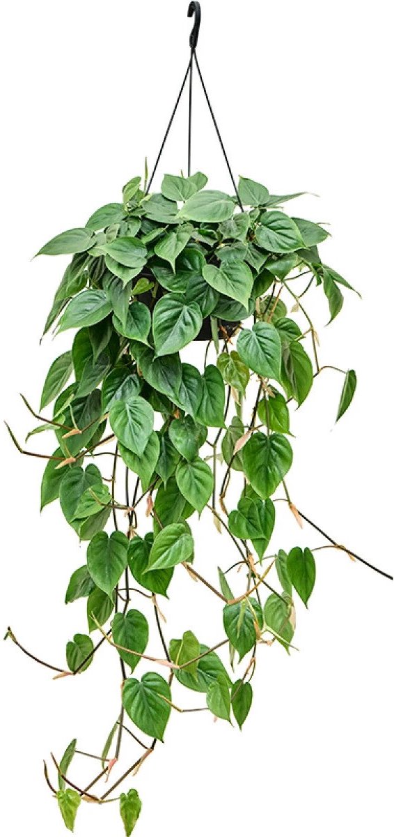 Philodendron Scandens | Klimmende boomliefhebber