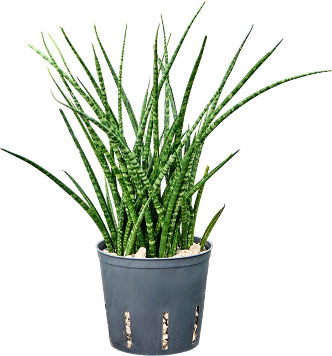 Sansevieria kirkii 'Fernwood' - Toef Hydrocultuur - 35