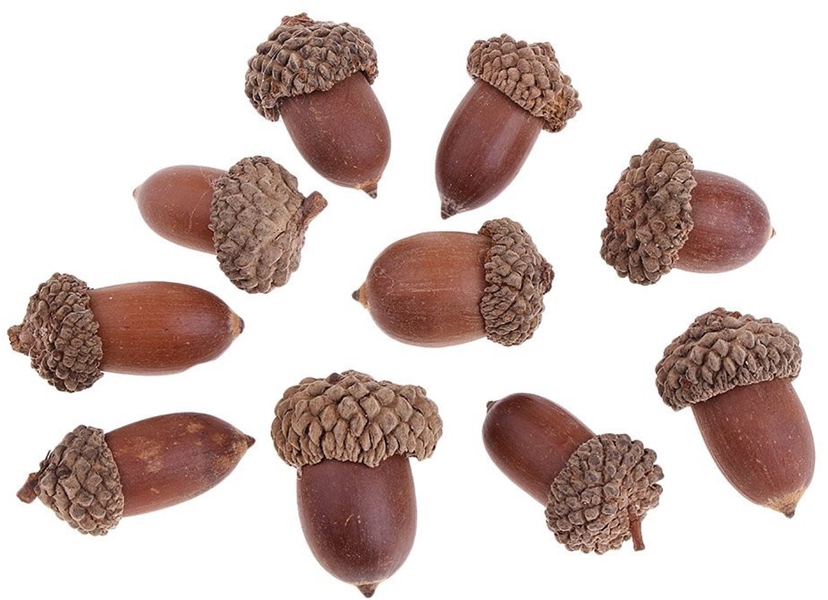 Dailygoods- Eikels Natuurlijke Decoratie - Gedroogde Ornamenten - Milieuvriendelijk - Lichtgewicht - Voor Ambachten - Herbruikbaar