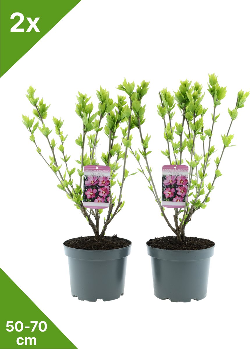 GARDENZO - Hibiscus syr. 'Woodbridge' Roze in 3 liter pot - 50-70 cm set van 2