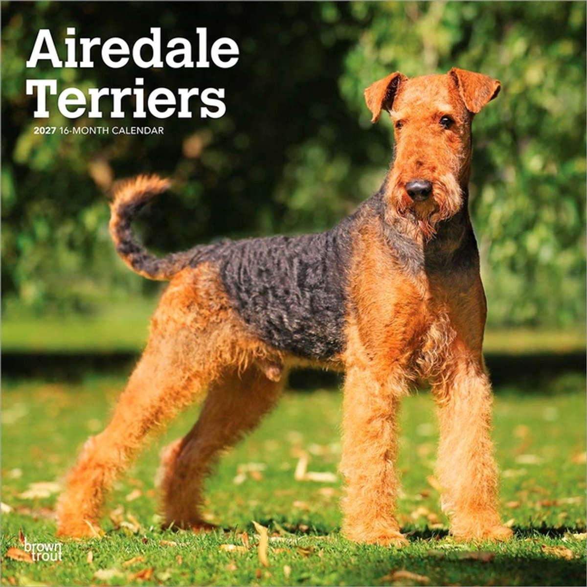 Airedale Terrier Kalender 2027