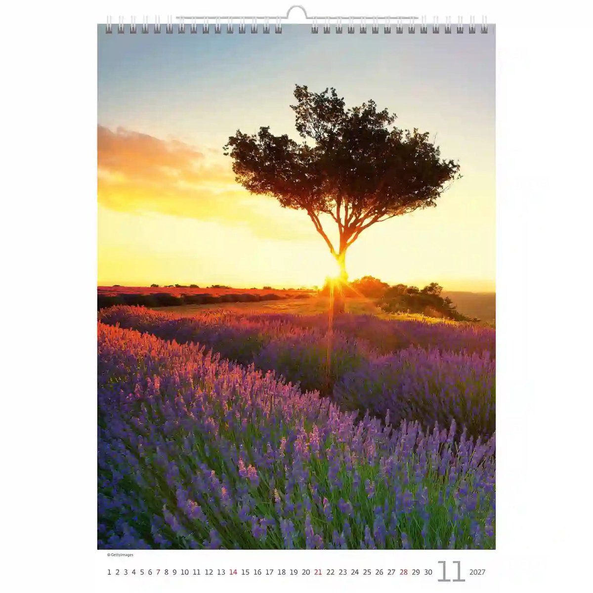 C142-27 Paars in de Provence Kalender A3+ 2027 + gratis kalender 2026