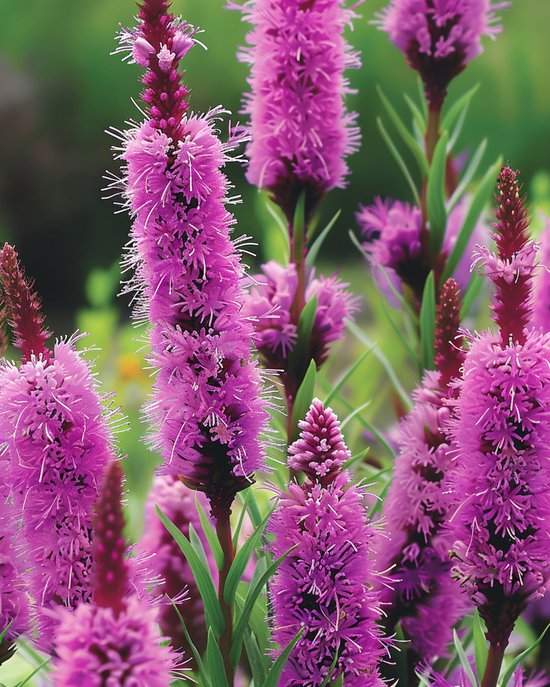 Lampenpoetser Zaden Liatris Spicata Meerjarig Purperroze Snijbloem