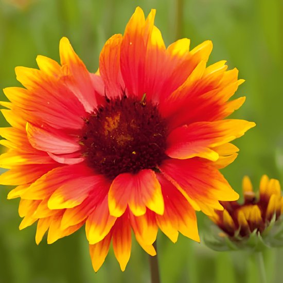 Kokardebloem Zaden Gaillardia Aristata Meerjarig
