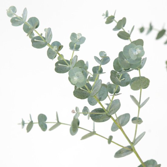 Een close-up van grijsgroene eucalyptusbladeren aan een tak.