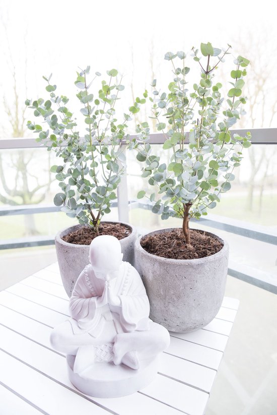 Twee grote grijze potten met eucalyptusplanten, met een wit meditatiemonnikbeeldje ervoor.