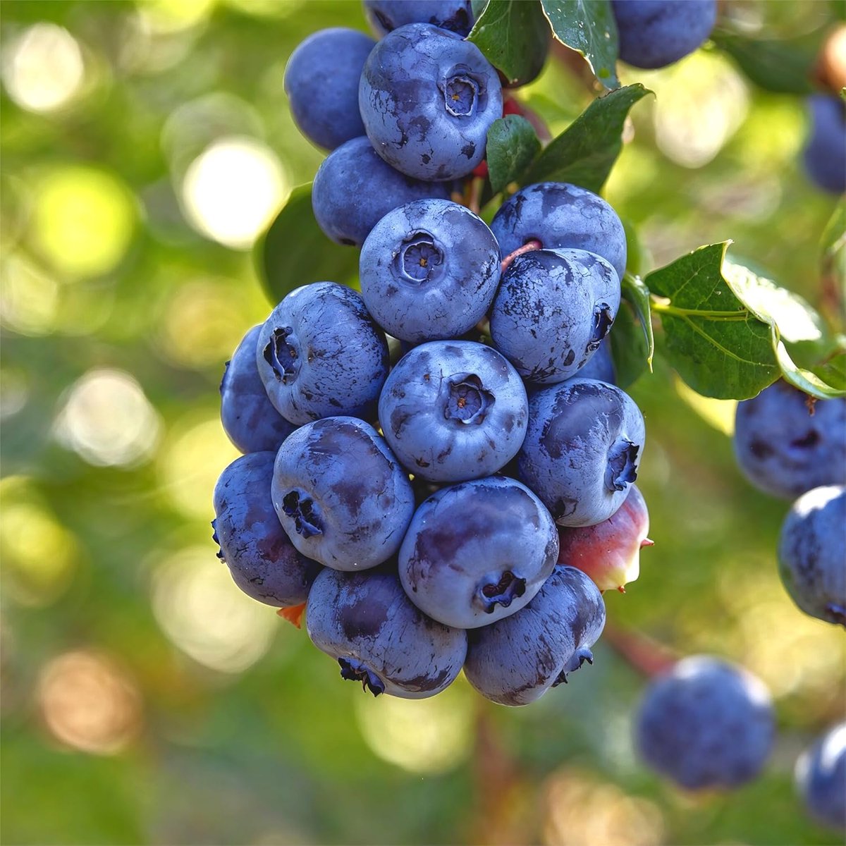 Blauwe Bessen Plant - Highbush Spartan - 2 stuks - Tuinplant - Voor je moestuin - Bessenplant