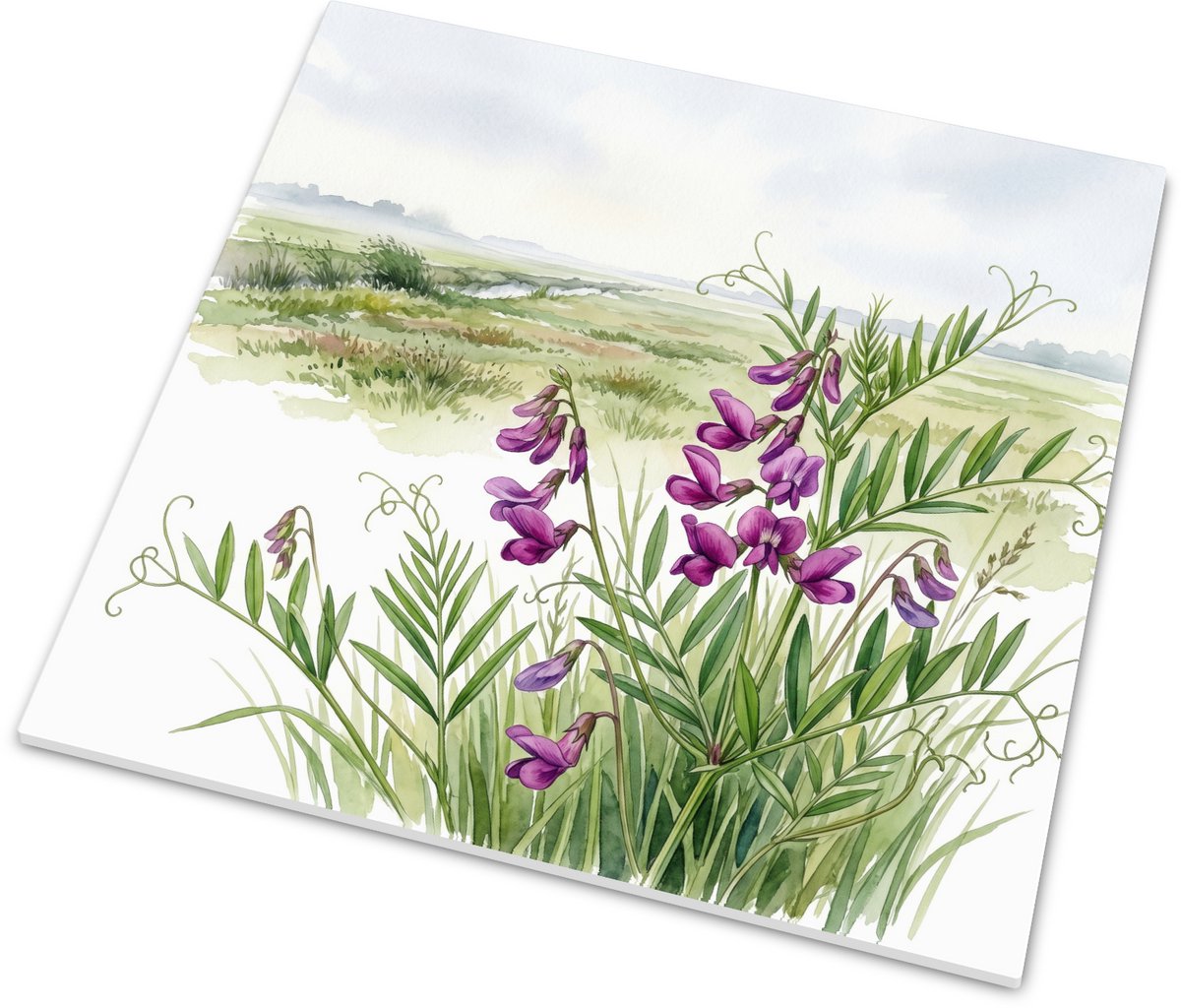 Tegeltje smalle wikke (Vicia sativa subsp. nigra) in Hollandse weide - Aquarel natuur illu