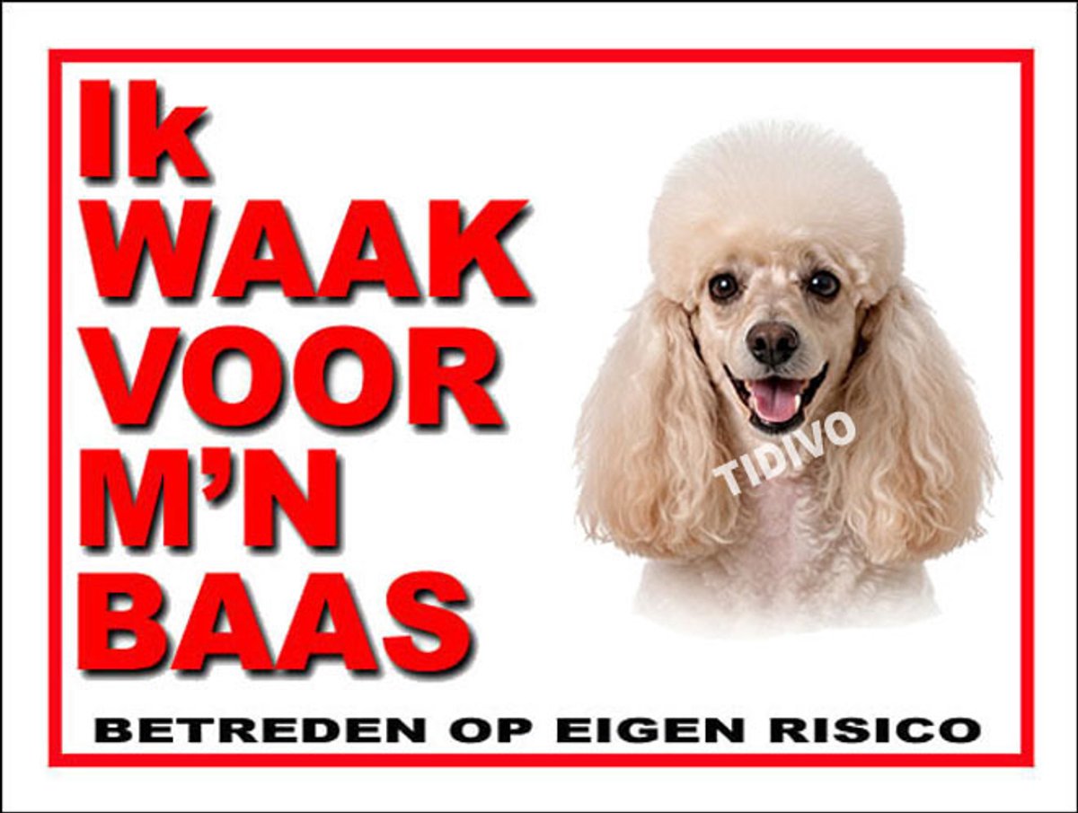 Dwergpoedel 9